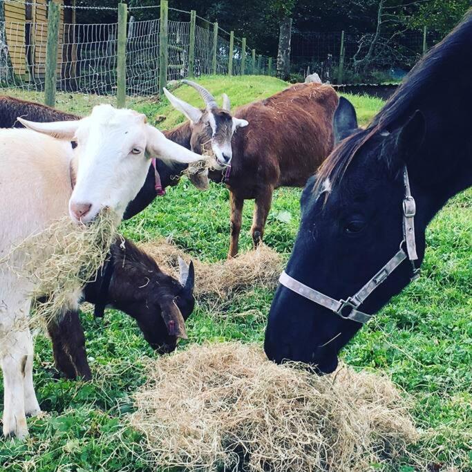 Willa Y Boidy Bach Llangranog Zewnętrze zdjęcie